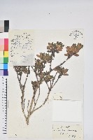 藏品(怒江杜鵑)的圖片