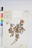 藏品(櫻草杜鵑)的圖片