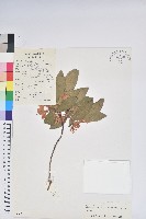 藏品(薄葉馬銀花)的圖片