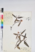 藏品(亮鱗杜鵑)的圖片