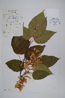 藏品(青榨槭)的圖片