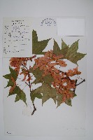 藏品(青皮槭)的圖片