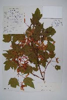 藏品(麗江槭)的圖片