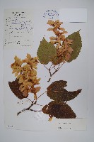 藏品(青榨槭)的圖片