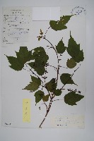 藏品(疏花槭)的圖片
