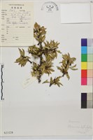 藏品(薄葉鼠李)的圖片