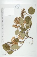 藏品(康定棶木)的圖片