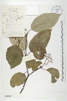 藏品(梜木)的圖片