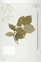 藏品(毛棶)的圖片