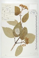 藏品(毛棶)的圖片