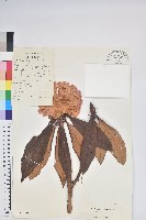 藏品(寬鐘杜鵑)的圖片