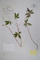 藏品(珠子參)的圖片