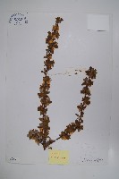 藏品(刺紅珠)的圖片