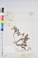 藏品(高山大戟)的圖片