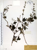 藏品(黃荊)的圖片