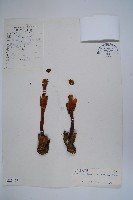 藏品(川藏蛇菰)的圖片