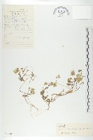 藏品(蛇頭薺)的圖片