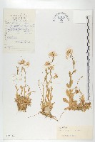 藏品(多葉葶藶)的圖片