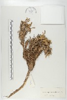 藏品(寬葉萊菔)的圖片