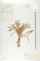 藏品(粗壯單花芥)的圖片