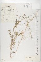 藏品(水花菜)的圖片