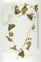 藏品(波稜瓜)的圖片