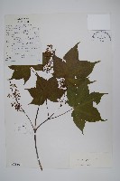 藏品(七裂槭)的圖片