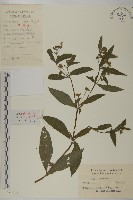 藏品(鱧腸)的圖片