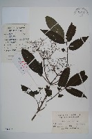 藏品(冇骨消)的圖片