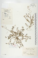 藏品(碎米薺)的圖片