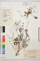 藏品(小毛茛)的圖片