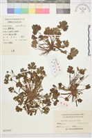 藏品(毛茛)的圖片
