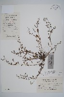 藏品(細纍子草)的圖片