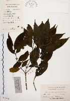 藏品(茜草樹)的圖片