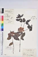 藏品(馬銀花)的圖片