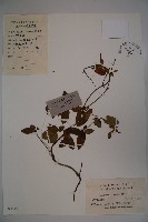 藏品(忍冬、金銀花)的圖片