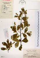 藏品(灰木)的圖片