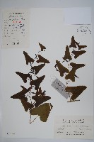 藏品(馬兜鈴)的圖片