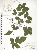 藏品(小構樹)的圖片