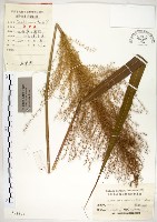 藏品(五節芒)的圖片