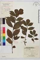 藏品(鈍齒鼠李)的圖片