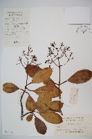 藏品(珊瑚樹)的圖片