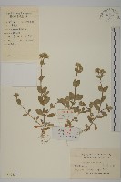 藏品(婆婆指甲菜)的圖片