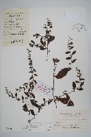 藏品(盾果草)的圖片