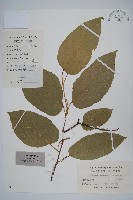 藏品(八角楓、瓜木)的圖片