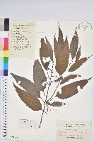 藏品(錐栗)的圖片