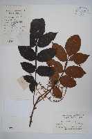 藏品(鹽膚木)的圖片