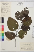 藏品(拐棗、枳椇)的圖片