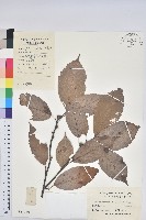 藏品(青剛櫟、鐵椆)的圖片