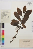 藏品(凍綠)的圖片